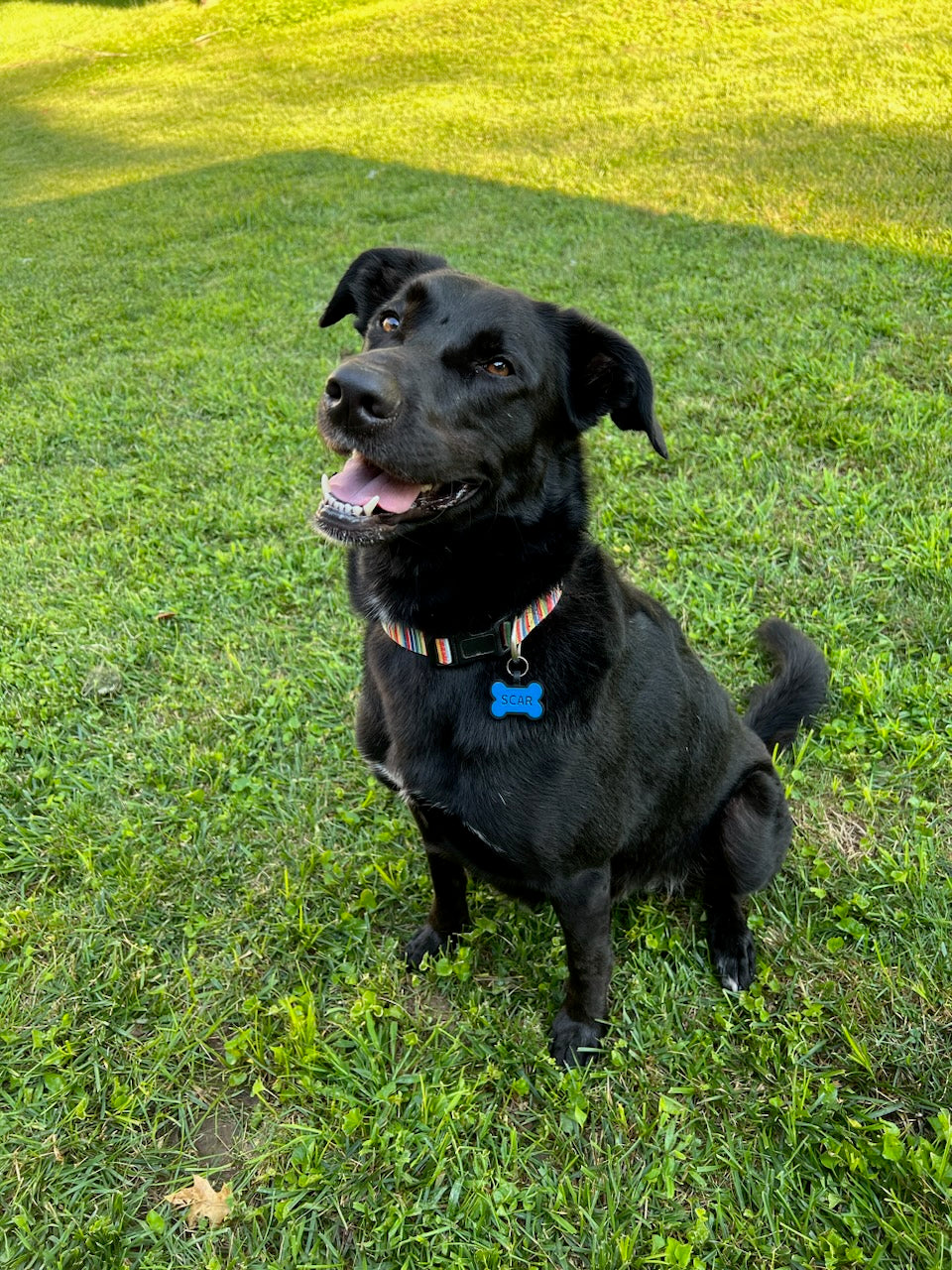 Laser Focus Loves Furbabies!