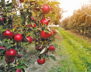 The Perfect Fall Day: Apple Picking and Autumn Fun